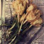 Marco Rigamonti polaroid: fiori appassiti